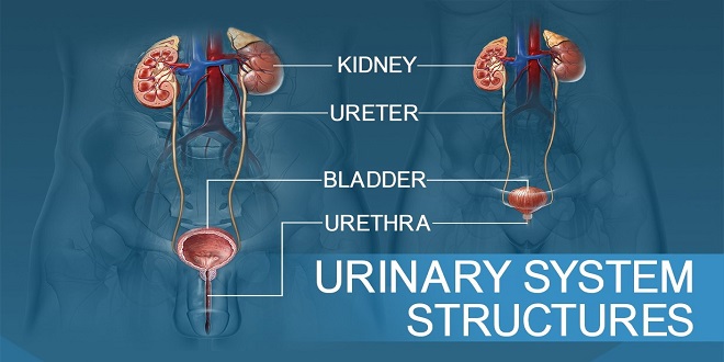 Anatomy and Function of the Urinary System