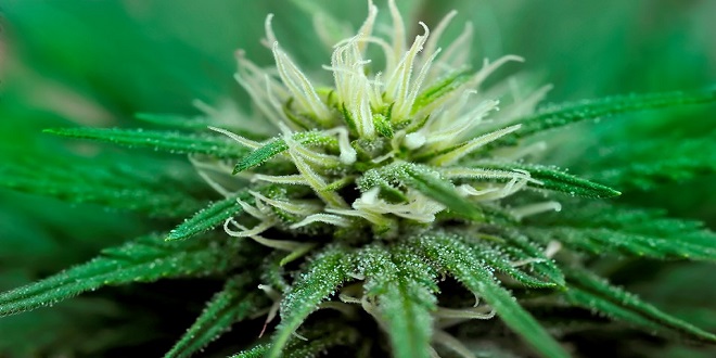Tips on How To Increase Trichome Production