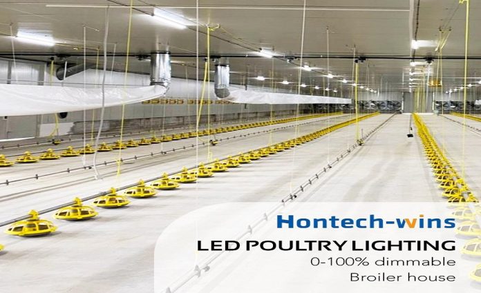 How LED Lighting Can Help A Chicken Farm